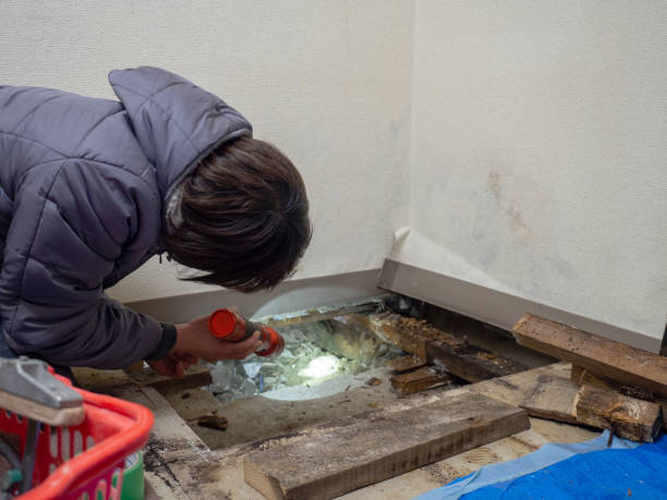 Mold Odor Removal Services in Houston, PA